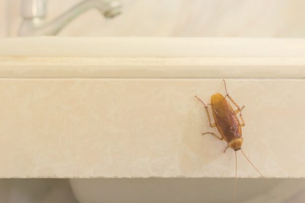 Mitos e verdades sobre as baratas